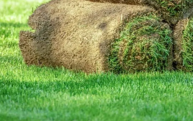rolled turf installation